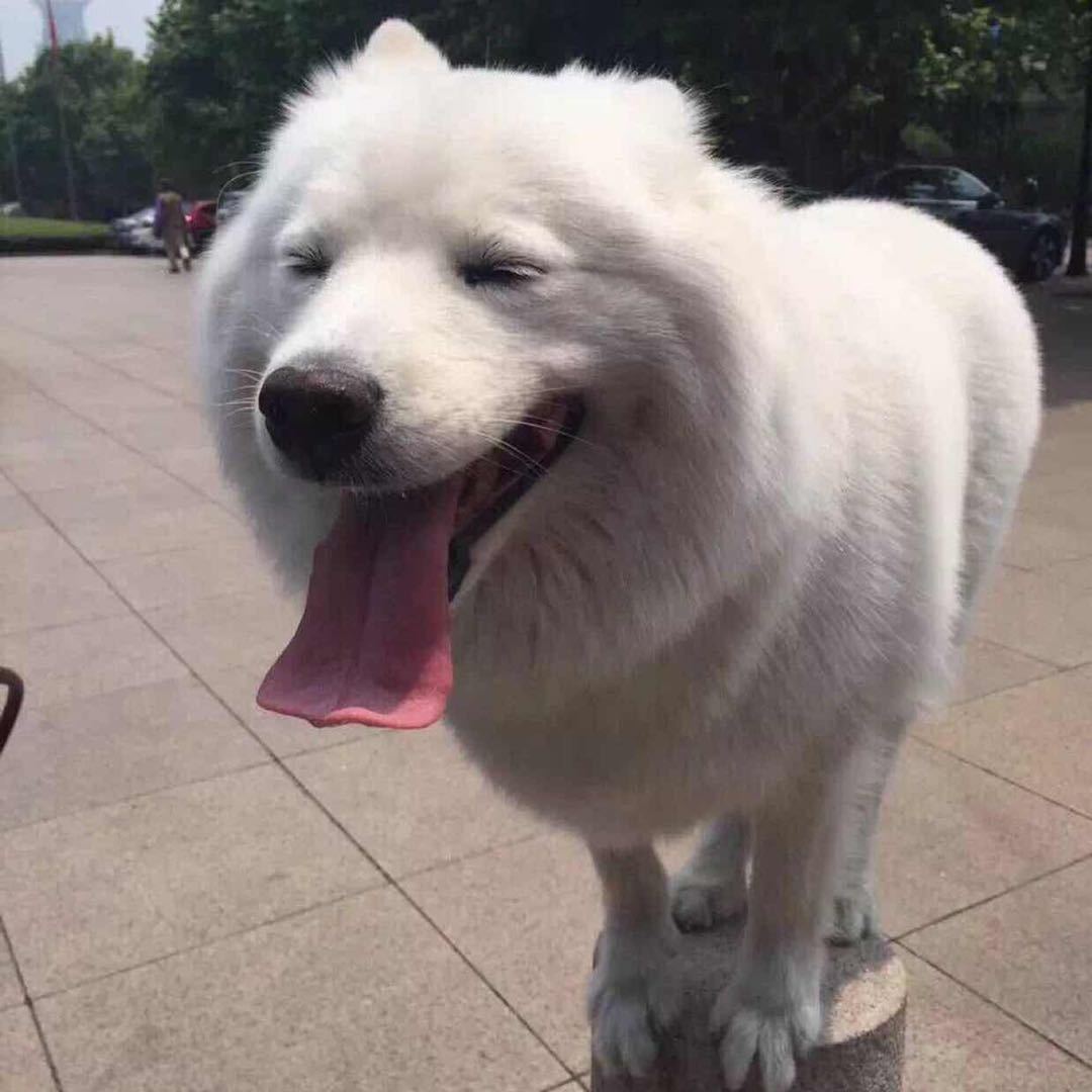 头像以前是条狗