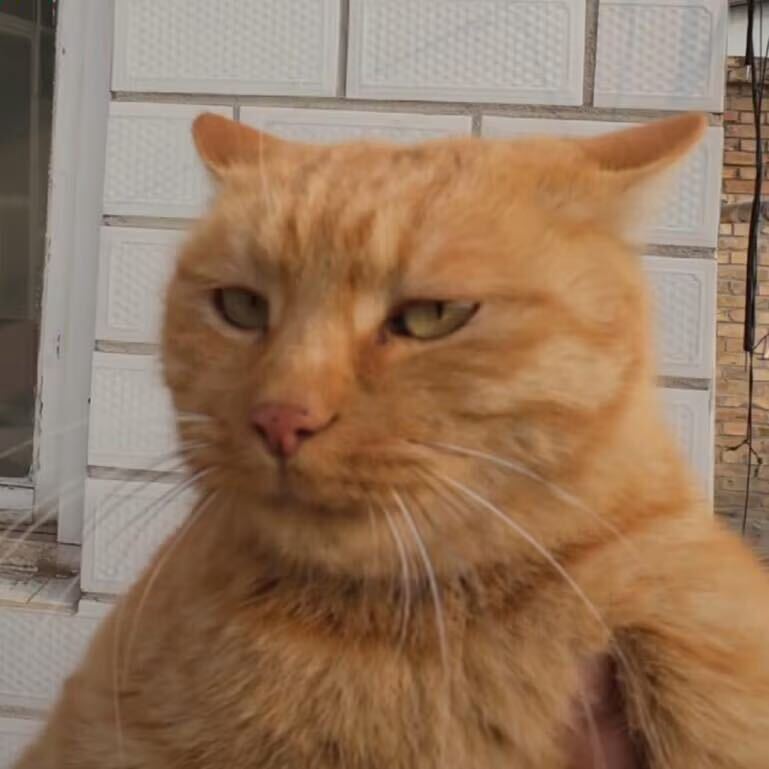 有很多事做很多歌听